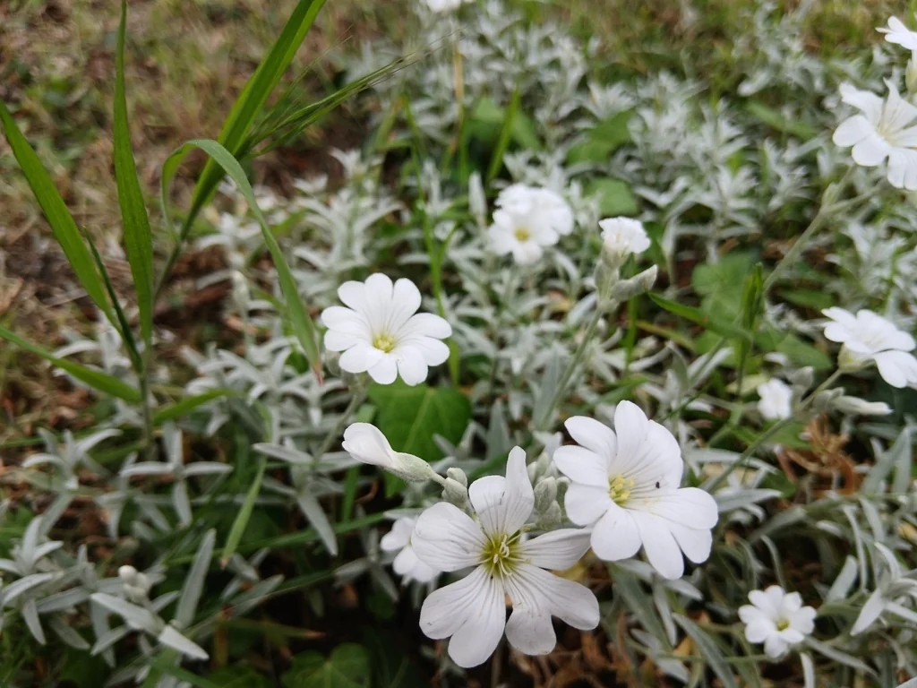 Cerastium tomentosum