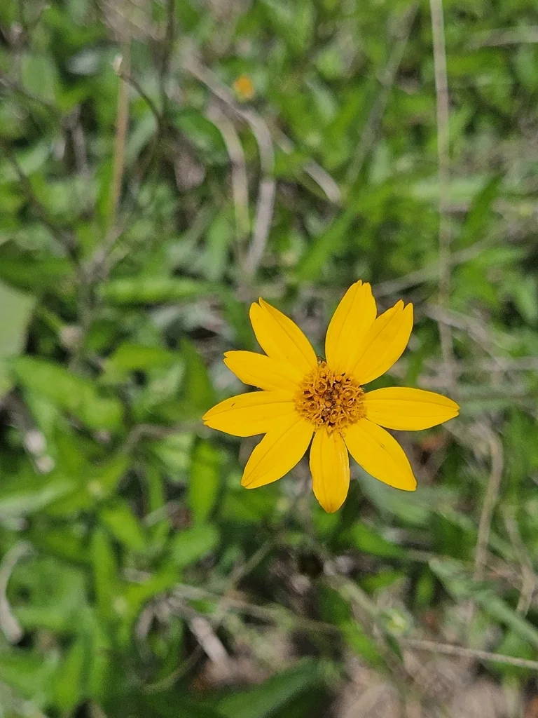 Zexmenia Hispida