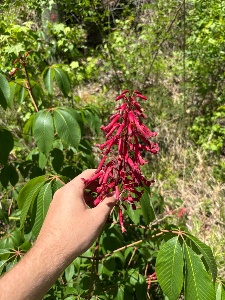 Aesculus Pavia