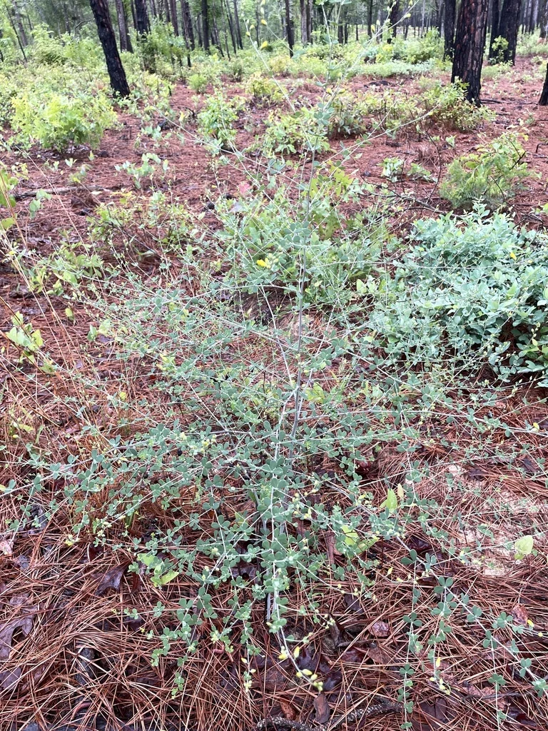Baptisia Tinctoria