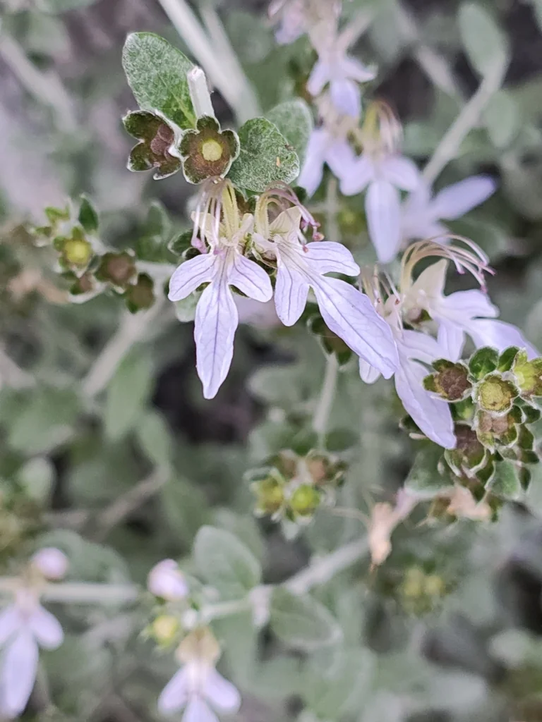 Teucrium Fruticans