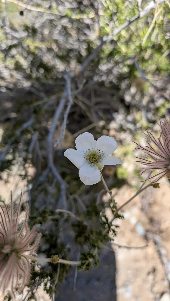 Fallugia Paradoxa