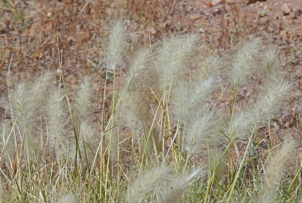 Pennisetum Villosum