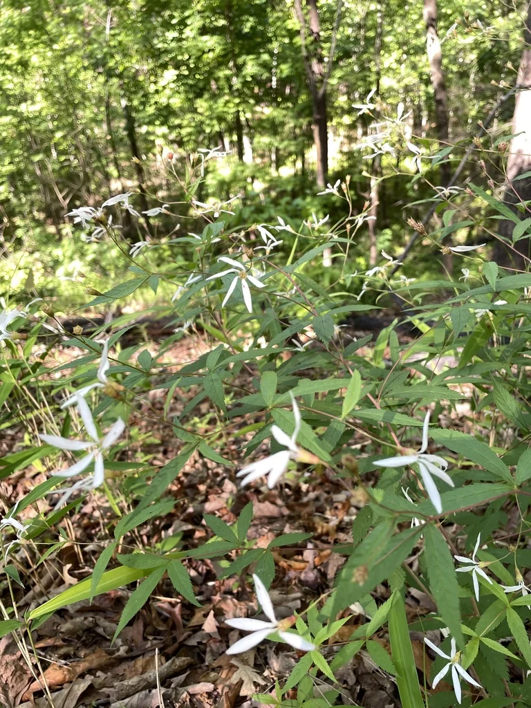 Porteranthus Trifoliatus