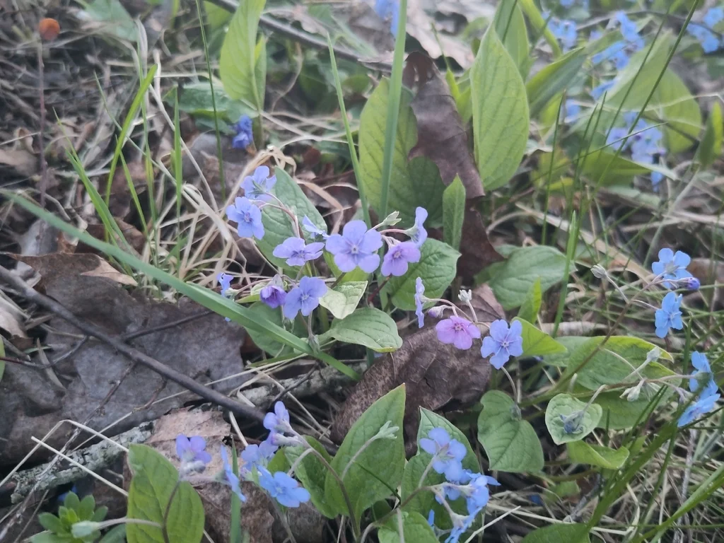 Omphalodes Verna