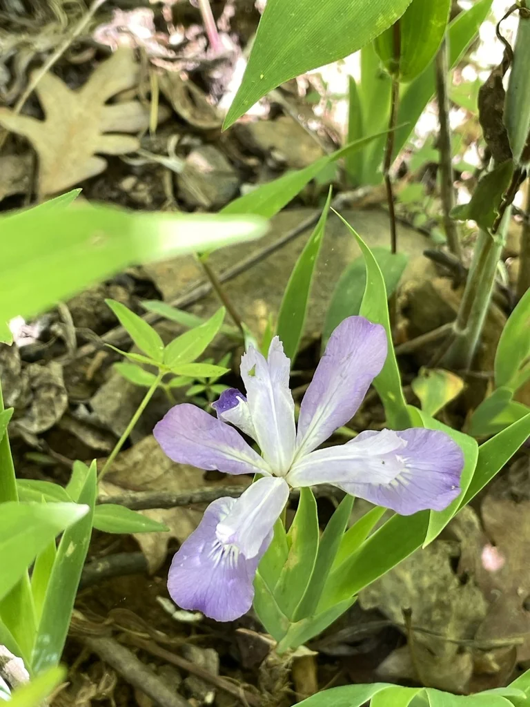 Iris Cristata