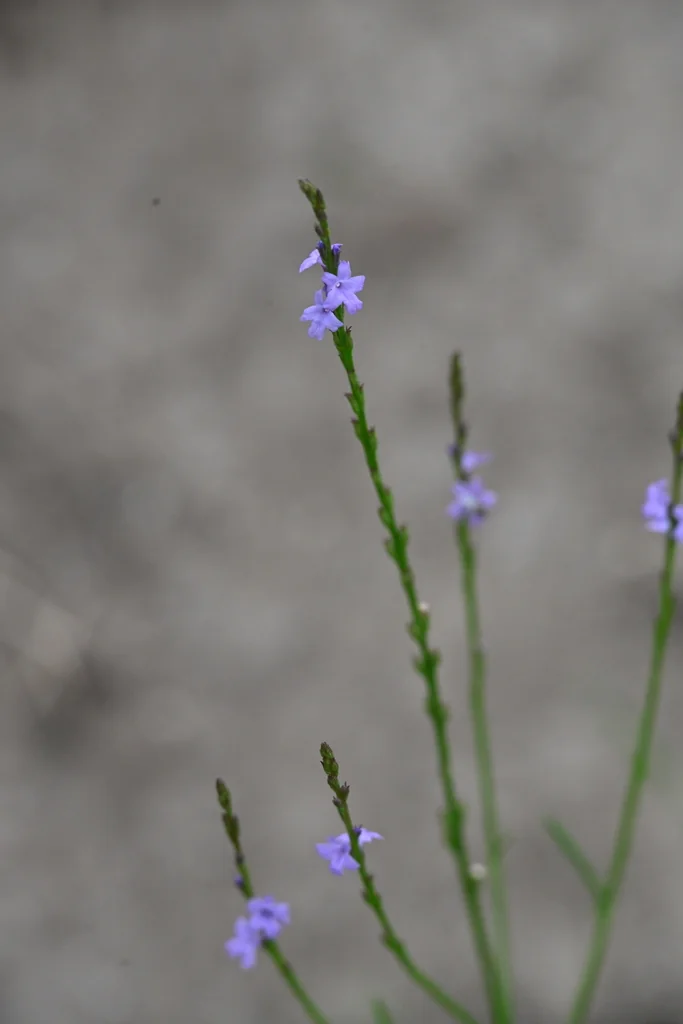 Verbena Halei