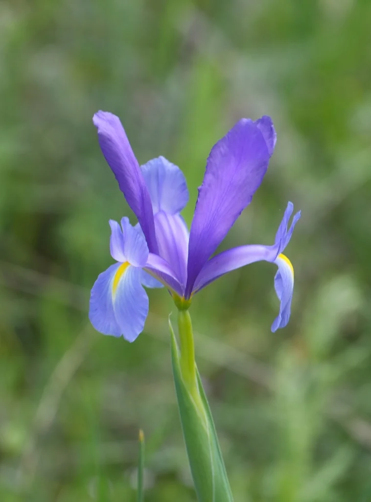 Iris Xiphium