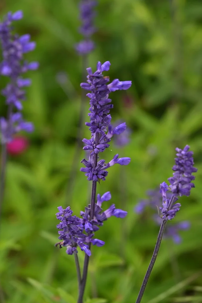 Salvia farinacea