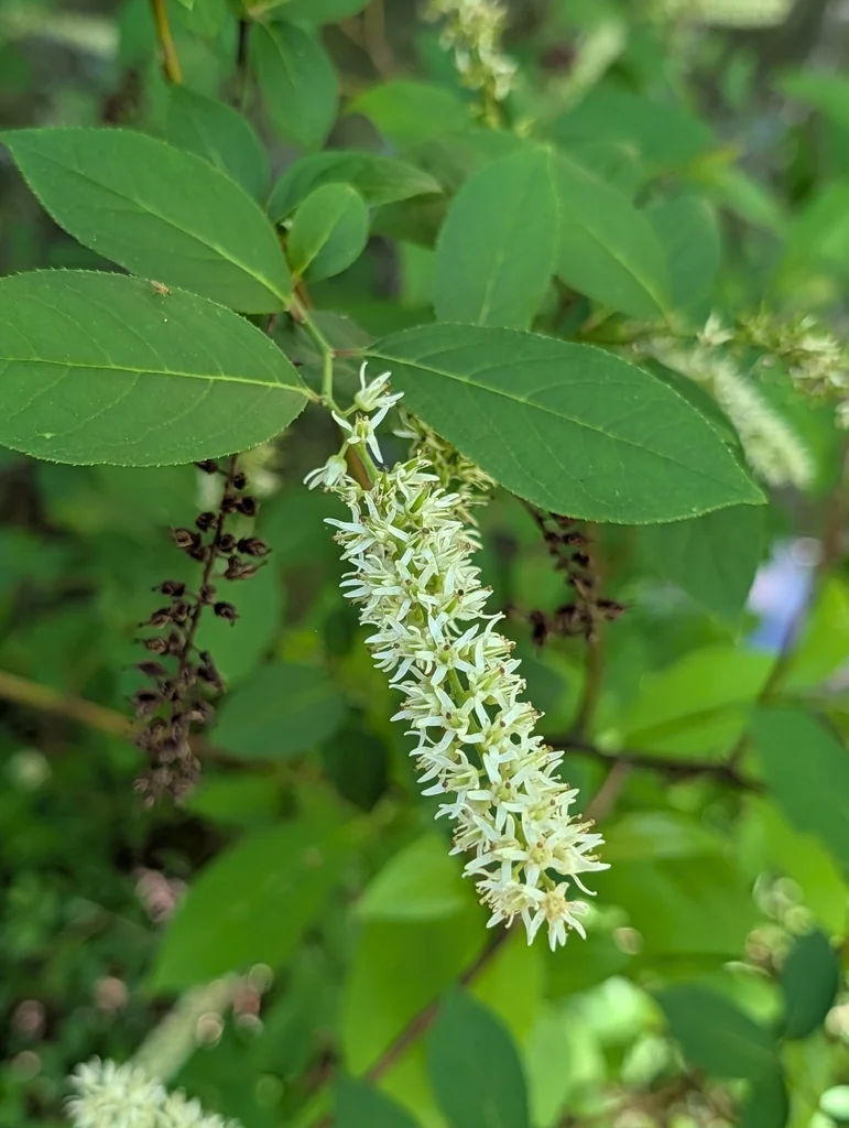 Itea virginica
