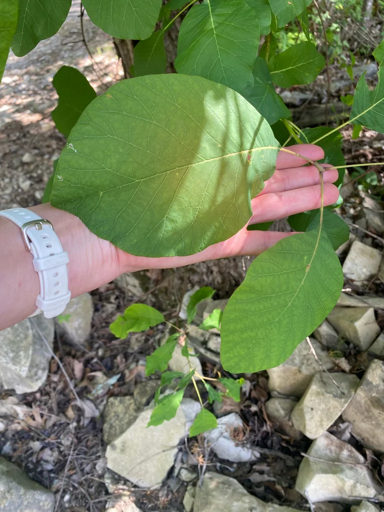 Cotinus Obovatus