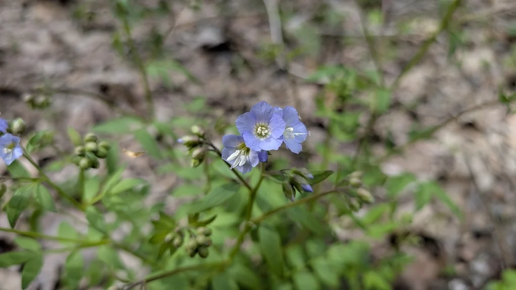 Polemonium Reptans