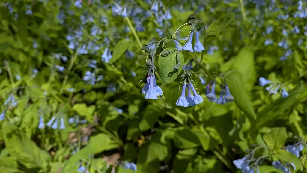 Mertensia Virginica