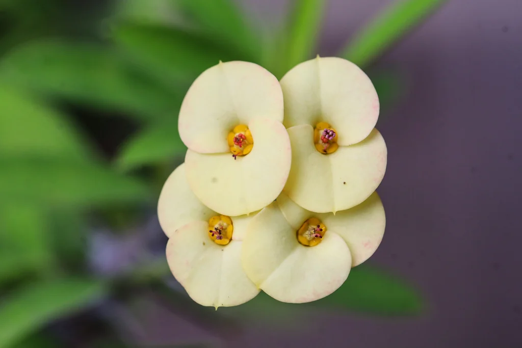 Euphorbia Milii