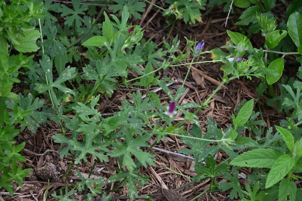 Callirhoe Involucrata