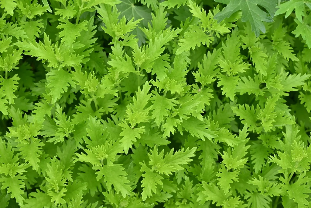 Conoclinium Greggii