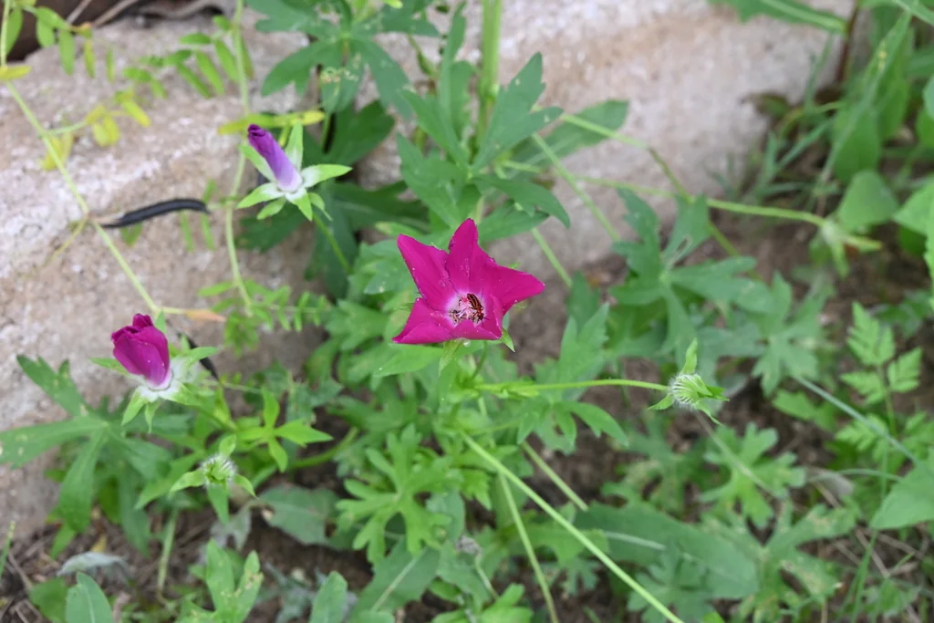 Callirhoe Involucrata
