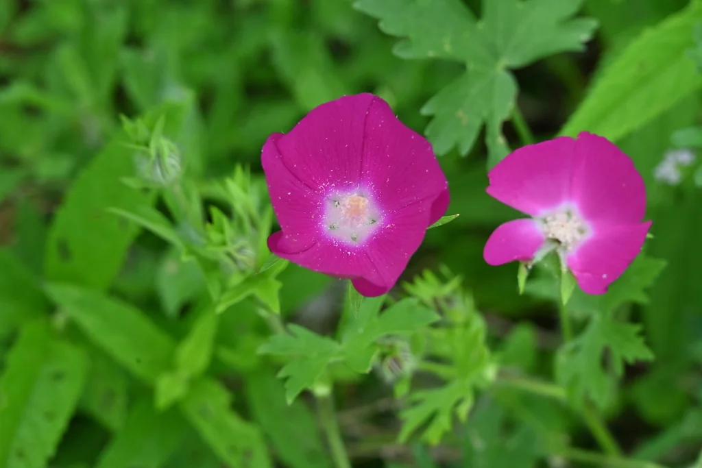 Callirhoe Involucrata