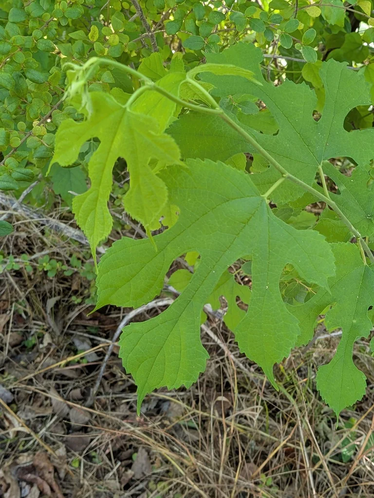 Morus Rubra