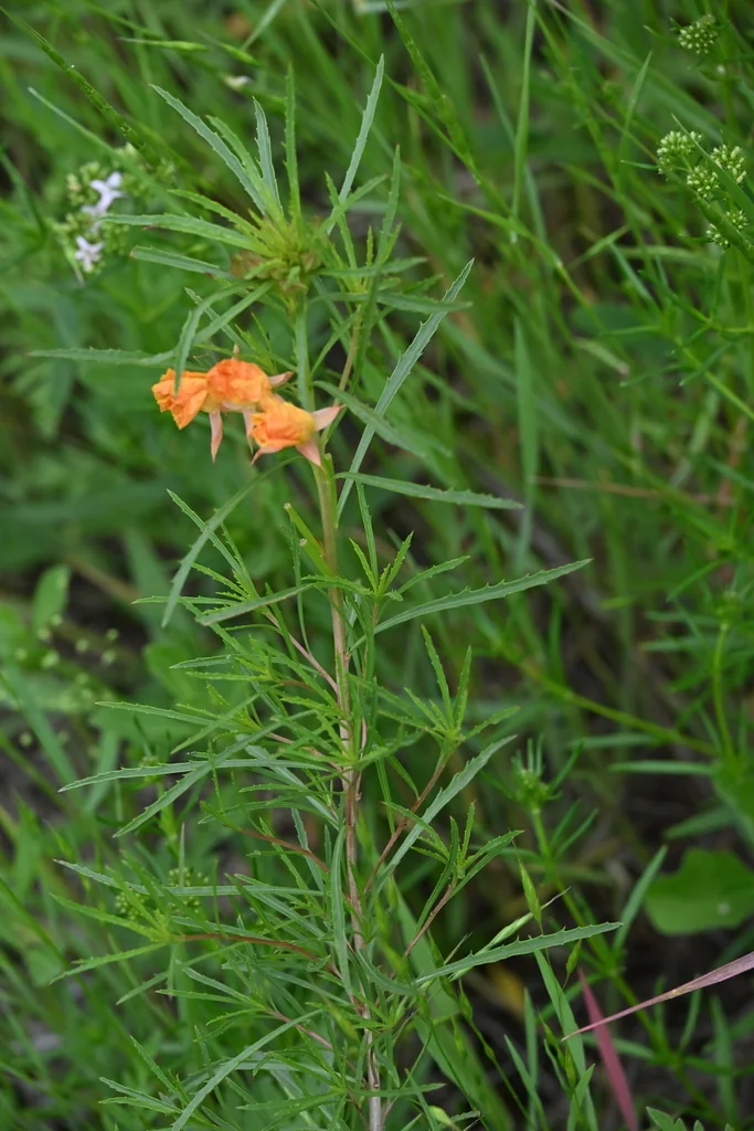 Calylophus Berlandieri