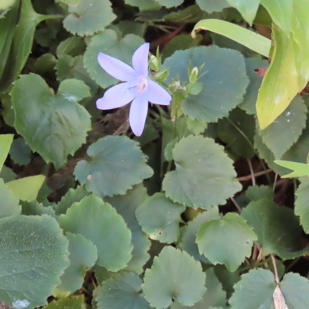 Campanula Poscharskyana