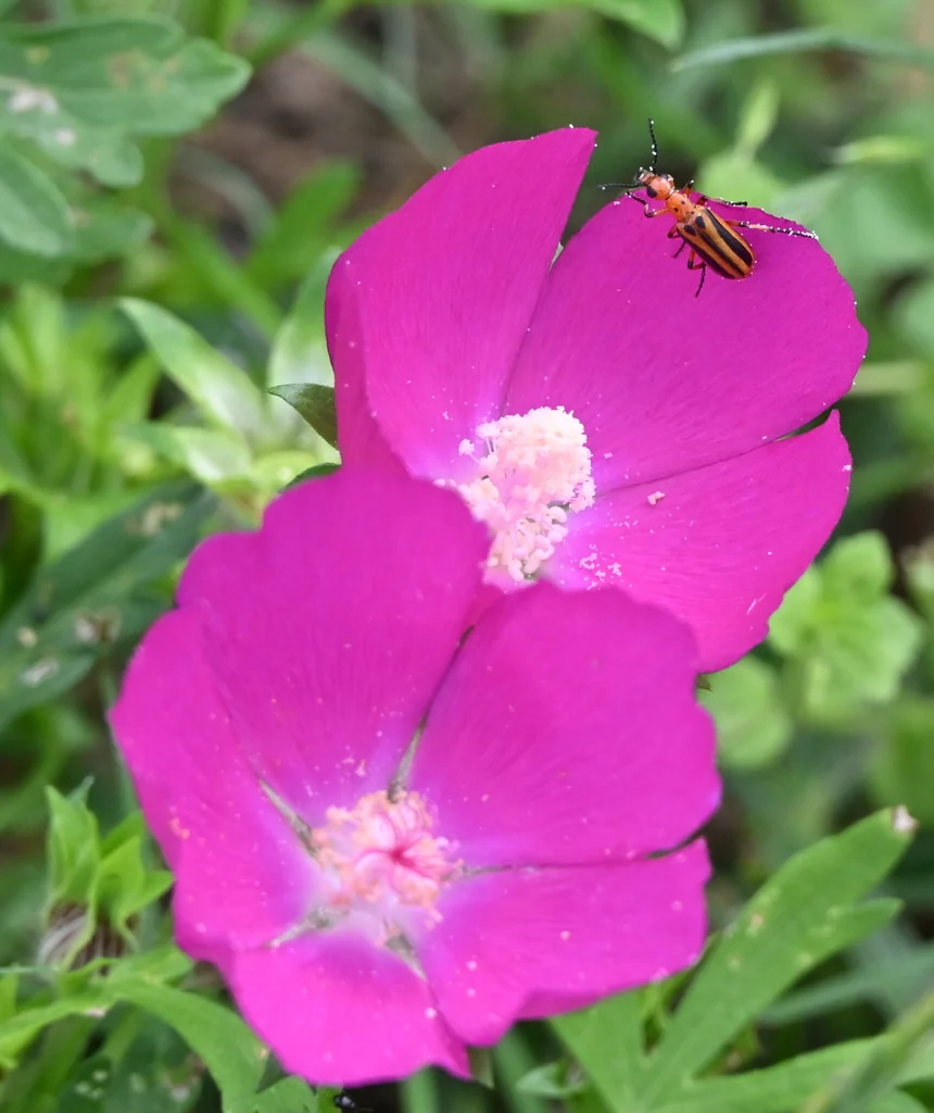 Callirhoe Involucrata