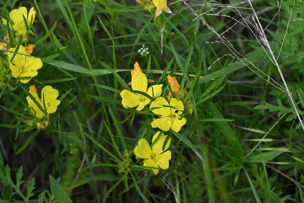 Calylophus Berlandieri