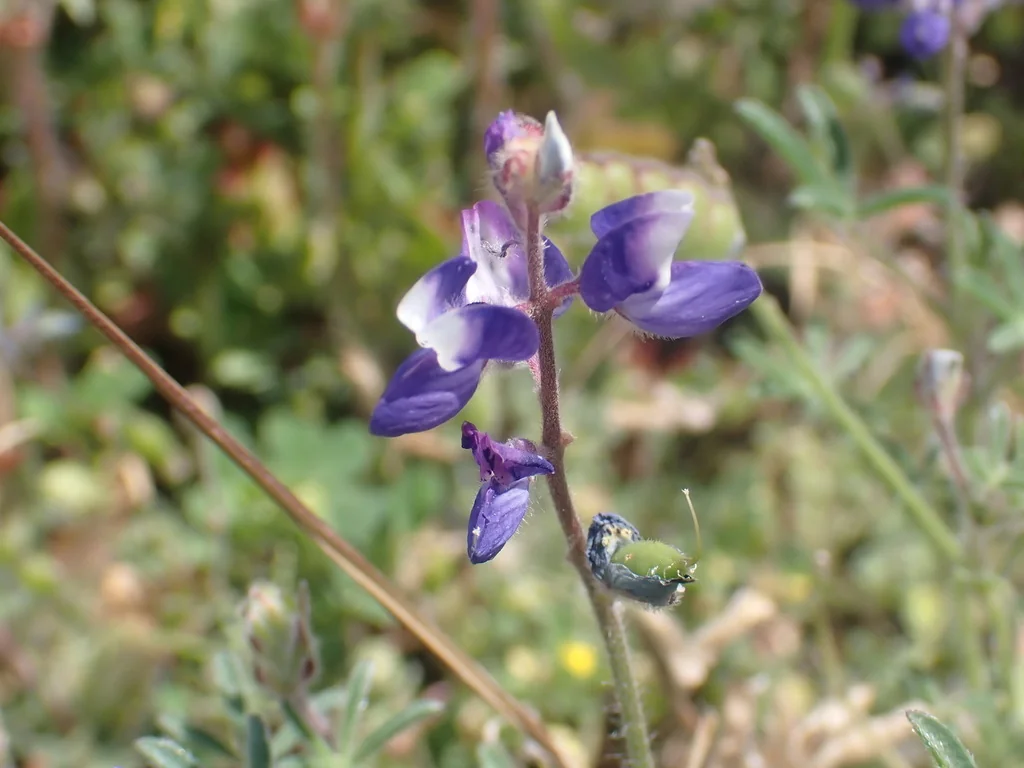 Lupinus Bicolor