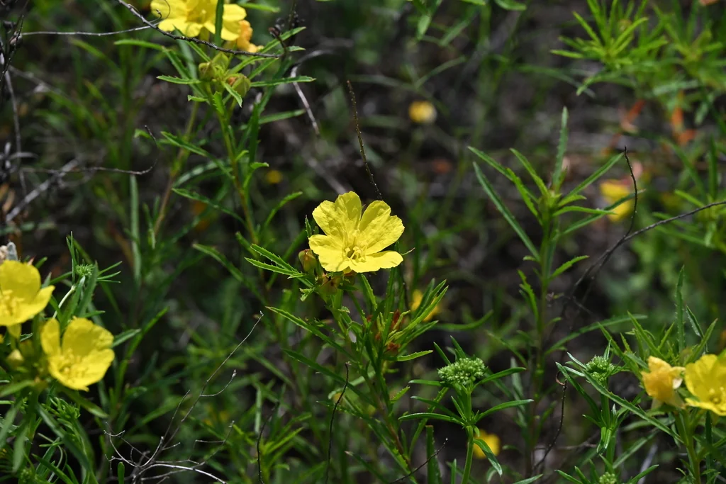 Calylophus Berlandieri