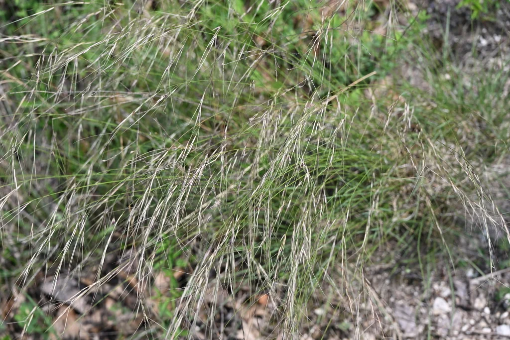 Aristida Purpurea