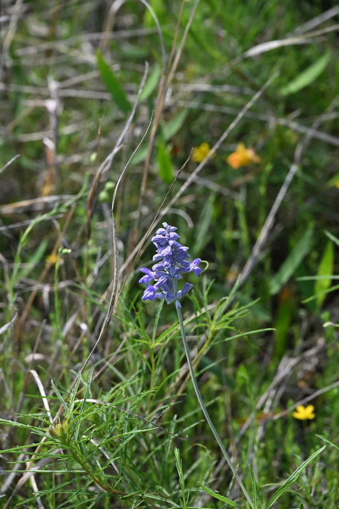 Salvia farinacea