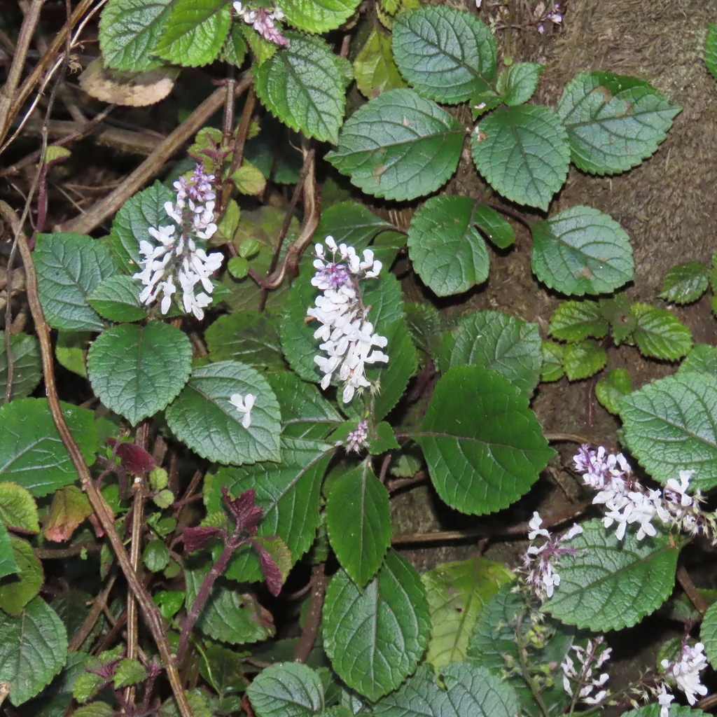 Plectranthus ciliatus