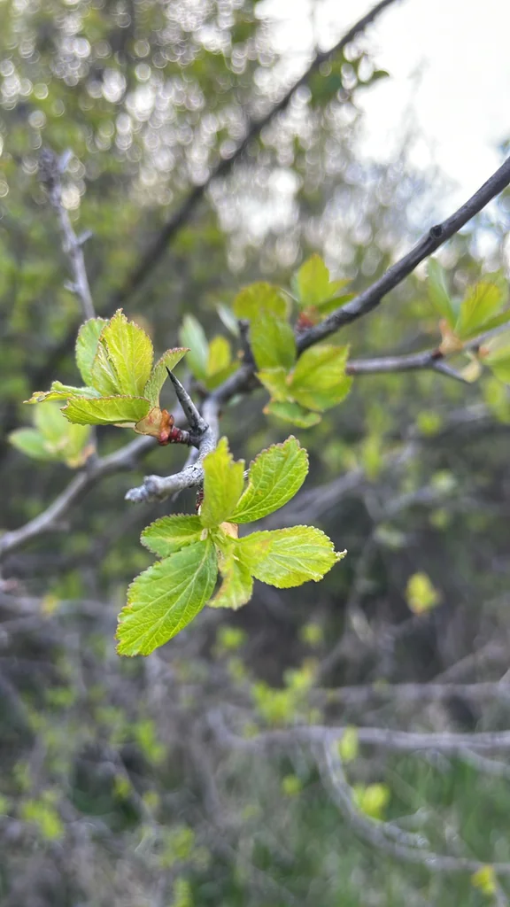 Crataegus Douglasii