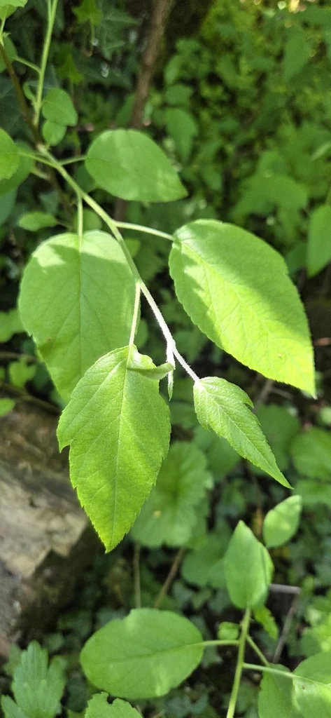 Malus Fusca