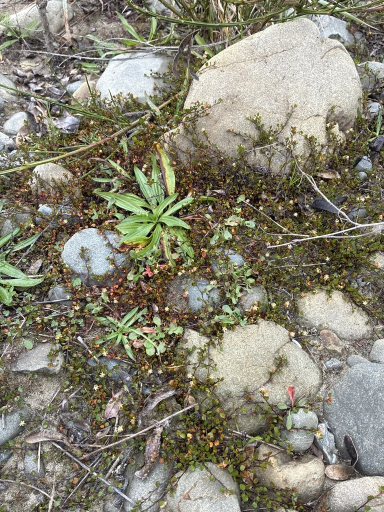 Muehlenbeckia axillaris