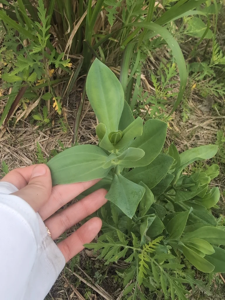 Eustoma Grandiflorum