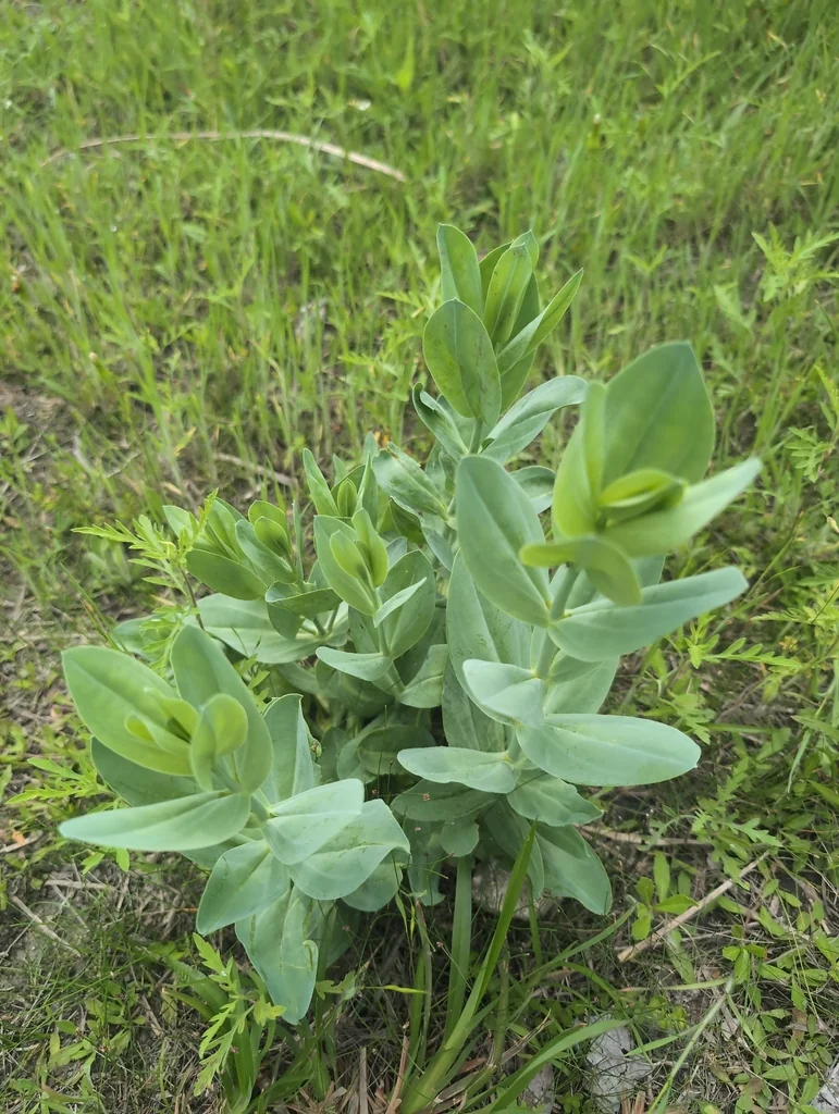 Eustoma Grandiflorum