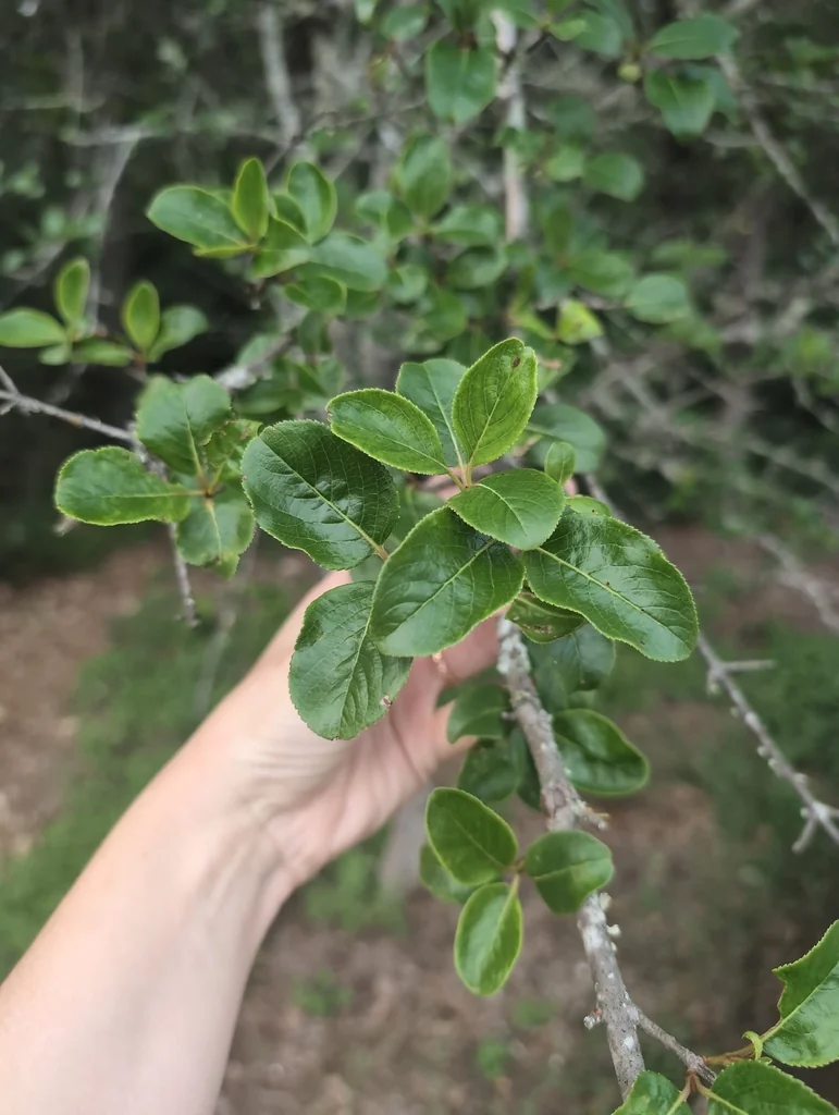 Viburnum rufidulum