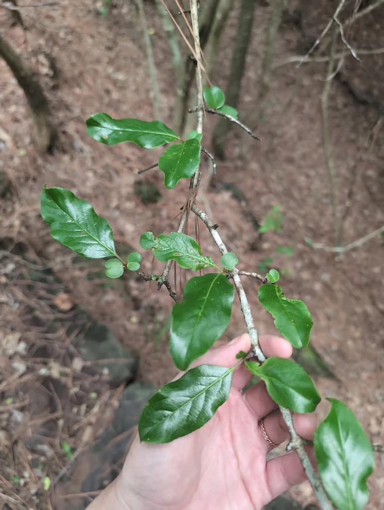 Viburnum rufidulum