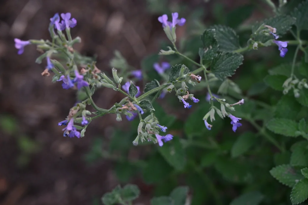 Nepeta Racemosa