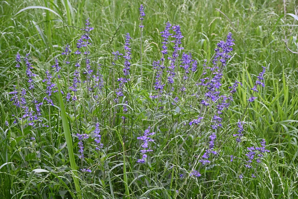 Salvia farinacea