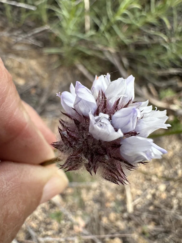 Gilia Capitata