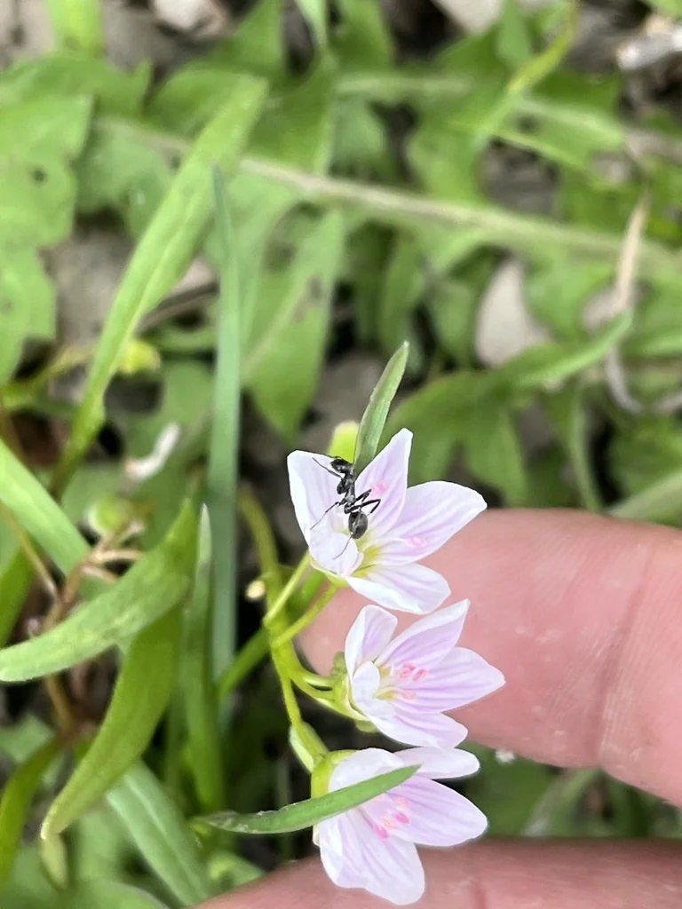 Claytonia Virginica