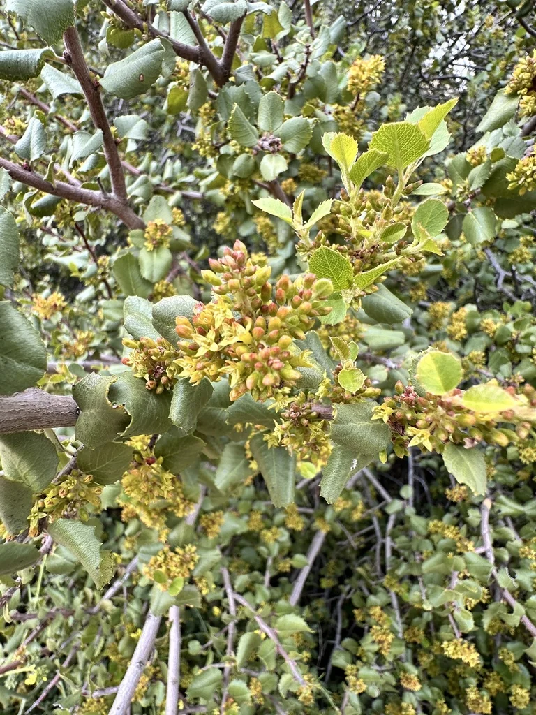 Rhamnus Ilicifolia