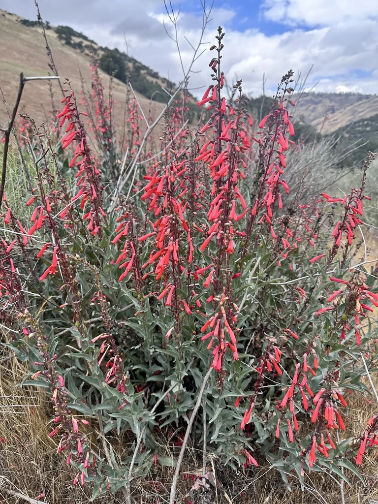 Penstemon Centranthifolius