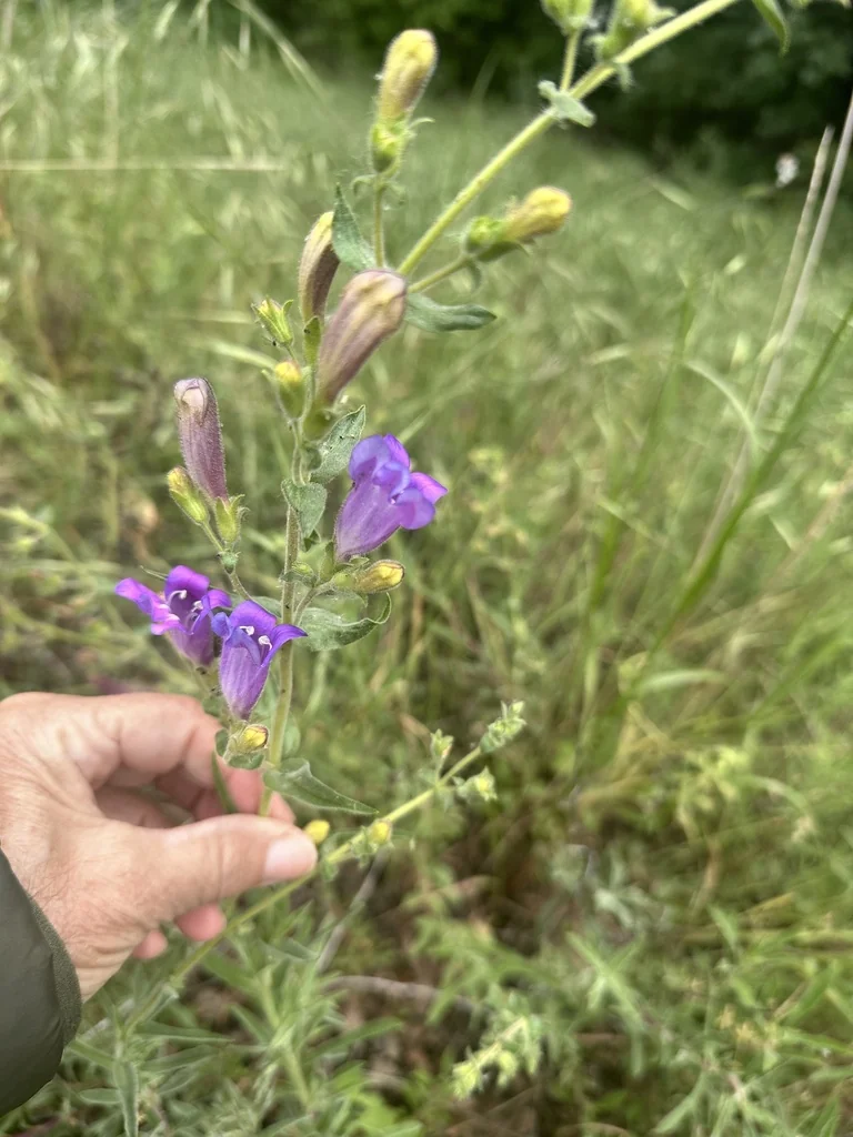 Penstemon Heterophyllus