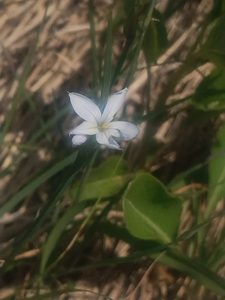 Sisyrinchium Campestre