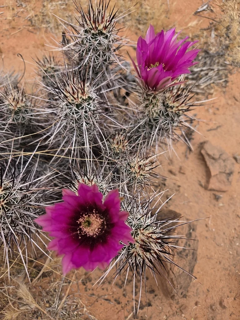 Echinocereus Engelmannii