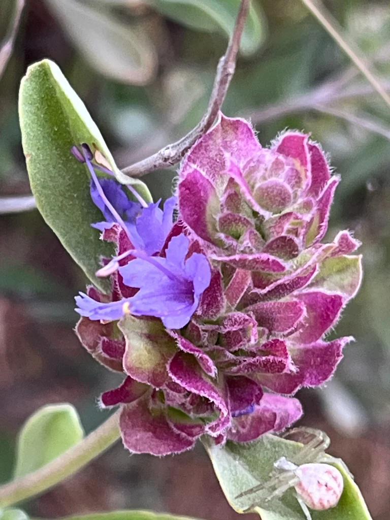 Salvia dorrii