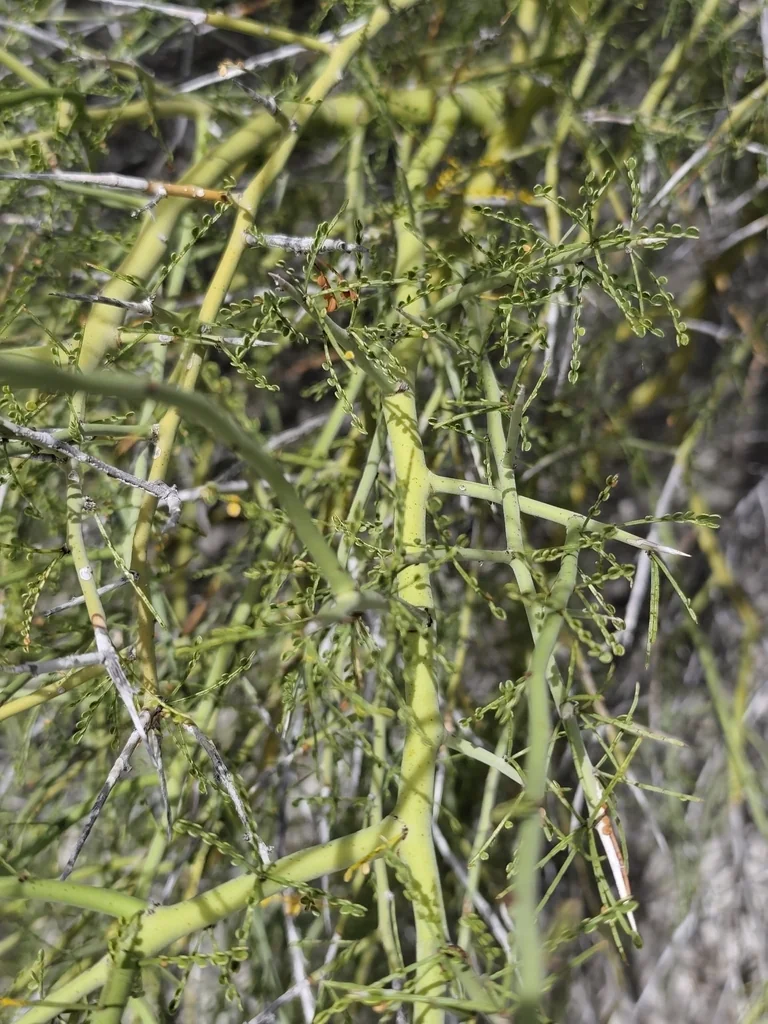 Parkinsonia Microphylla